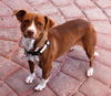 Chessie