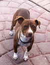 Chessie