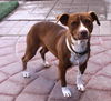 Chessie
