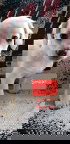 Smear
