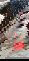 Mendel