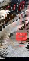 Grohl