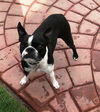 Sadie