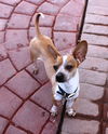 Scooby