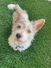 Lola