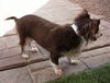 Sadie