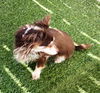 Sadie