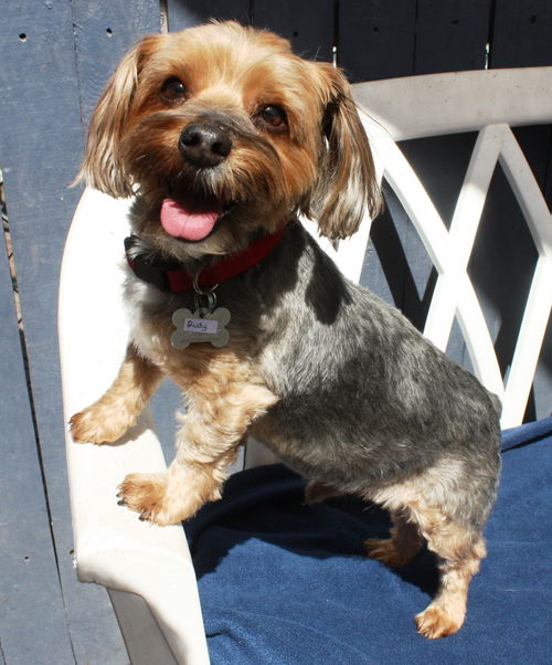 Rudy