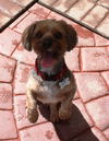 Rudy