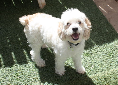 Rupert