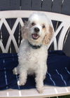 Rupert