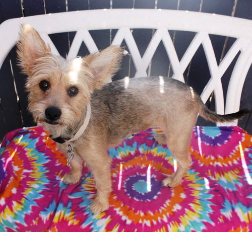 Roxy