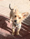 Roxy