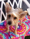 Roxy
