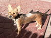 Roxy