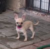 Polly