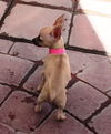 Polly