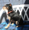 Rocko