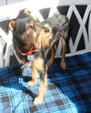 Rocko