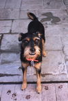 Rocko