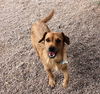 Little Buster