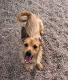 Little Buster