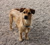Little Buster
