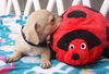 Honeybee