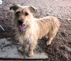 Junior Scruff