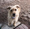 Junior Scruff