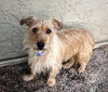 Junior Scruff