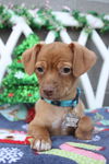 Ralphie