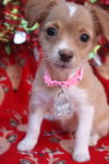 Caroler