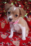 Caroler