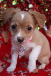 Caroler