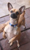 Toby