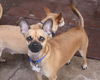 Toby
