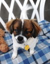 Chico