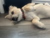 Toby