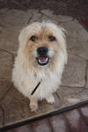Toby