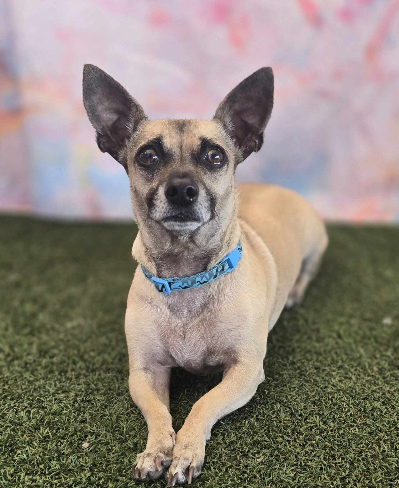adoptable Dog in Phoenix, AZ named Tootsie