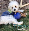 Tizer