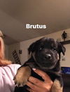 Brutus