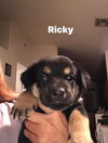 Ricky