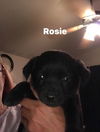 Rosie