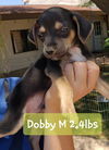 Dobby