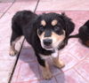 Bernard