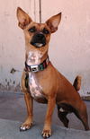 Canelo