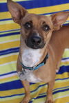 Canelo