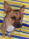Canelo